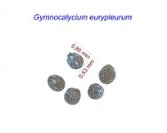 Gymnocalycium eurypleurum.jpg